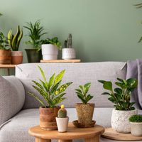 La planta que nunca pero nunca debés poner en tu habitación