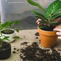 El elemento que siempre tirás a la basura pero que debés colocar en tus plantas para que no se pudran