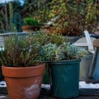 Ni estufa ni sol directo: el truco casero que usan los viveristas para salvar plantas del frío extremo