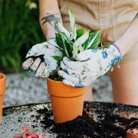 Prestá atención: el trucazo de los jardineros para que tus plantas jamás se mueran al transplantarlas