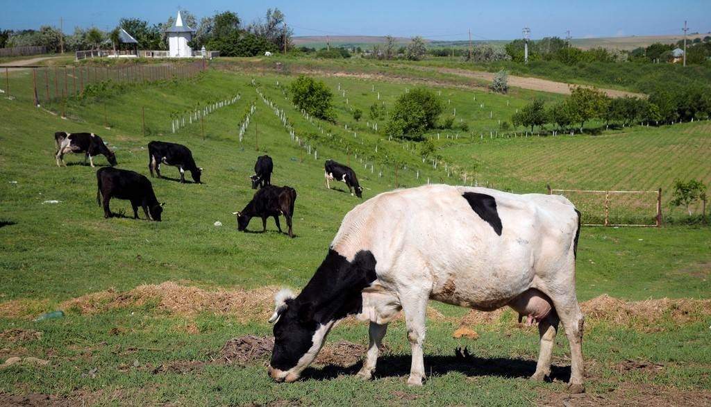 Cobrarán impuesto por flatulencias de vacas y cerdos a partir de 2030