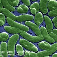 Bacteria hallada en moluscos crudos es vinculada a muerte de una persona en NY