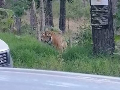 Captan en videos a un tigre de bengala en una carretera de Jalisco