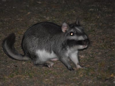 Encontraron en Chubut a un roedor que se creía extinto y los investigadores lo estudiarán