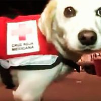 'Hueso”, de callejero a perro rescatista de la UNAM