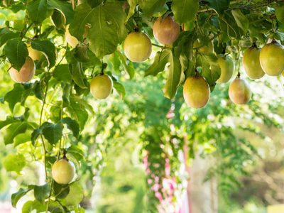 La exótica y poderosa planta que tiene Evangelina Anderson en su jardín y que es un tesoro para la salud