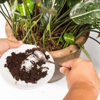 La mejor manera de abonar tus plantas en invierno y que se mantengan sanas y rozagantes