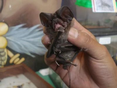 Muere hombre tras mordedura de murciélago en Oaxaca; investigan posible caso de rabia