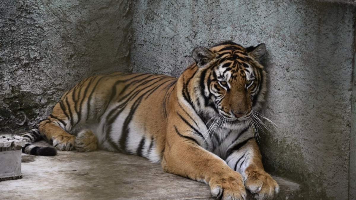 Elementos de la Secretaría de Seguridad estatal y Guardia Nacional resguardan un inmueble ubicado en San Pedro Cholula que era referido como santuario de animales, en donde se aseguraron 27 animales