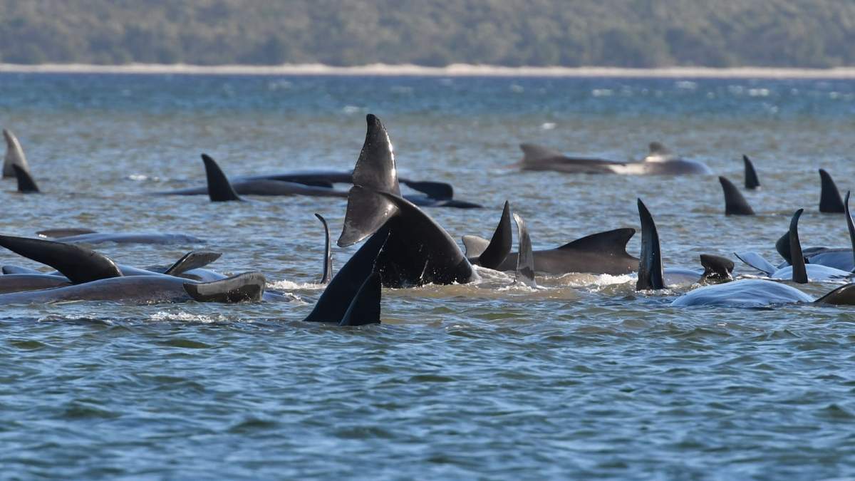 Ballenas Piloto. Fuente: (Twitter)