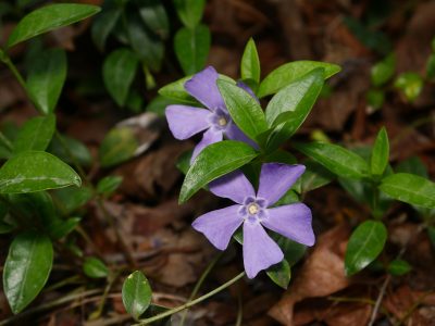 3 plantas ideales para el verano y que tienen las flores más hermosas que toleran el sol directo