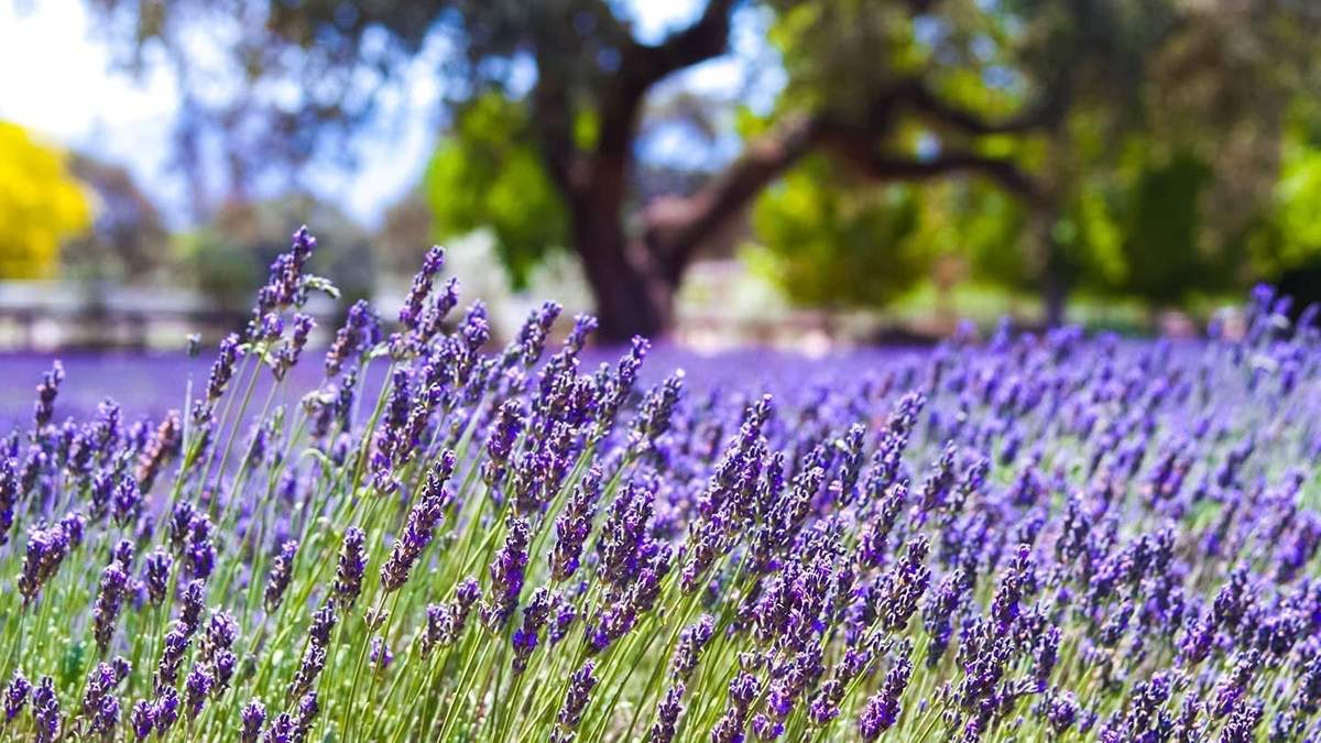 Campo de Lavanda. Fuente: (X)