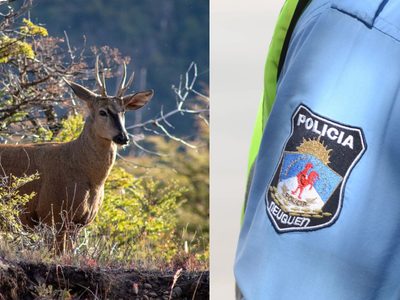 Detienen en Junín de los Andes a dos cazadores furtivos con más de 40 kilos de carne de ciervo