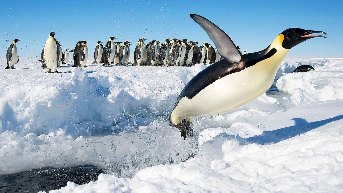 Pingüino, una especie única. Fuente: (Instagram)