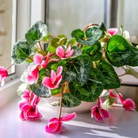 Las plantas perfectas para llenar de flores tu balcón o terraza durante el otoño