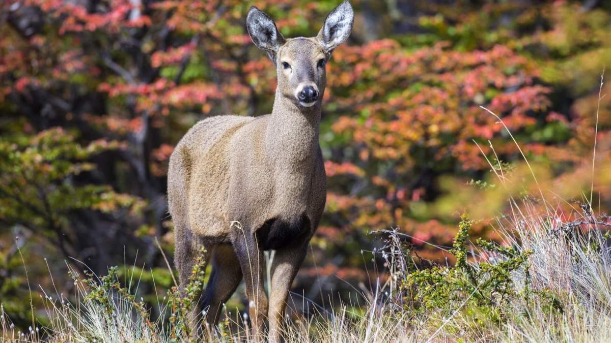 Huemul. Fuente: (Instagram)
