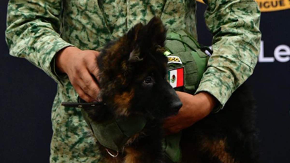 El cachorro donado a la Sedena