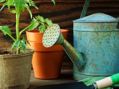 Con solo 3 ingredientes de tu cocina, hacé que tus plantas crezcan enormes y se llenen de flores