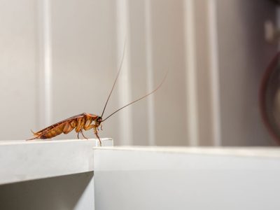Con algo muy común en Navidad, el truco infalible para desaparecer las cucarachas de tu casa