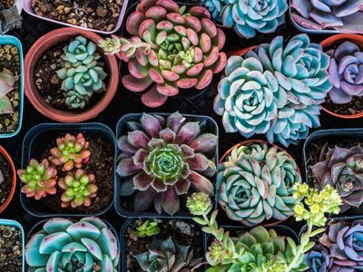 Cuáles son las suculentas de sombra y cómo hay que cuidarlas