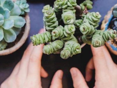 Cuáles son las suculentas comestibles y cómo cuidarlas