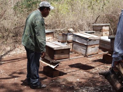 Apicultores mayas de Campeche denuncian incumplimiento de suspensiones de amparos