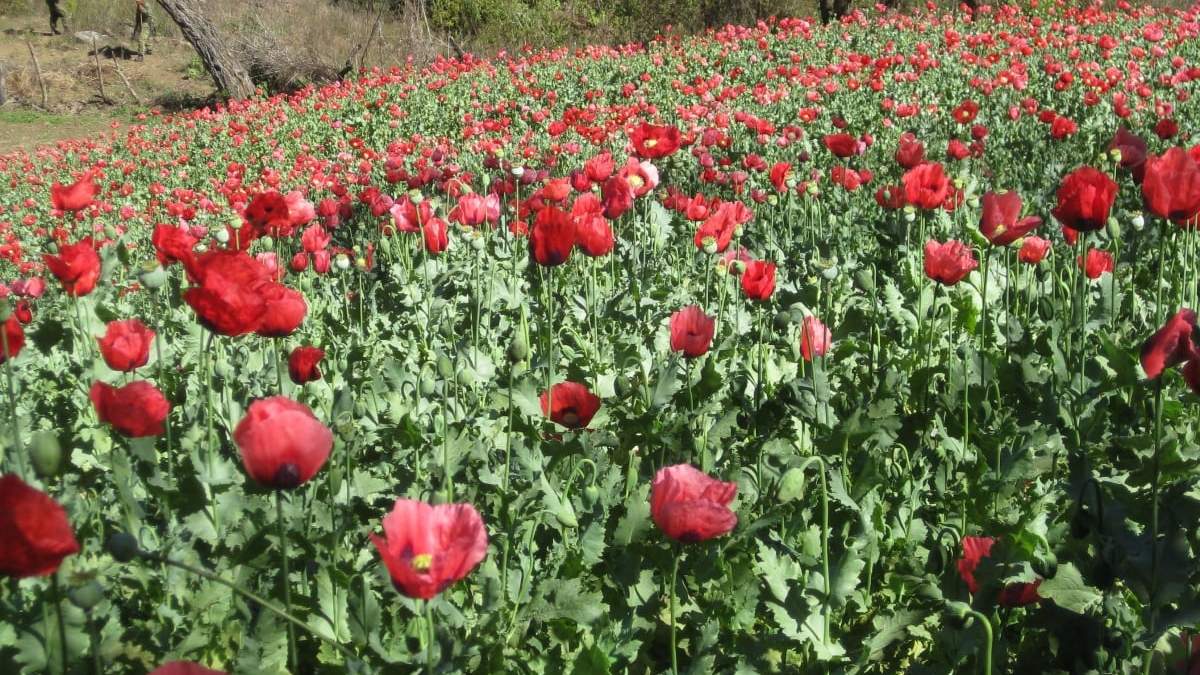 AMLO planteó sustituir los plantíos de amapola y mariguana en Guerrero