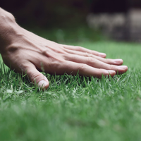 Cómo mantener el césped siempre verde: el truco clave que usan los jardineros