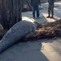 Elefante marino procedente de la Patagonia Argentina aparece en Chiapas