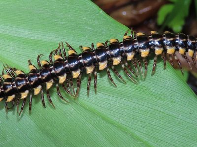 El temible insecto que no podés dejar que entre a tu casa, pero que deberías tener en tu jardín