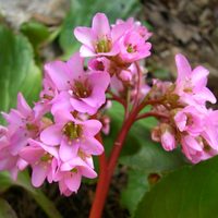 La planta perfecta para jardines difíciles: florece en sombra, suelos pobres y al final del invierno