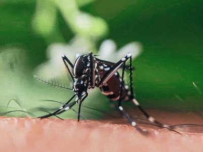 No prendas más el espiral: con ingredientes que tenés en casa, hacé el repelente más eficaz para los mosquitos