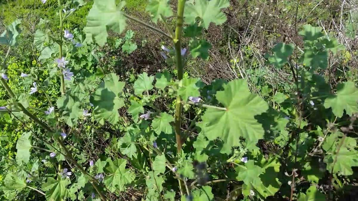 Planta. Fuente: (Youtube)