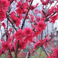 El árbol que anuncia la llegada de la primavera, de pocos cuidados y perfecto para jardines pequeños