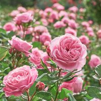 Multiplicar tu rosal nunca fue tan fácil: el truco de los expertos jardineros para llenar tu jardín de rosas esta primavera