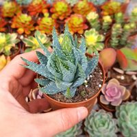 La planta poco conocida que cambia de color al regalarla: no crece mucho ni necesita muchos cuidados