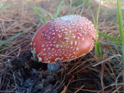 Alerta en la Patagonia: el hongo venenoso Amanita muscaria avanza sobre los bosques nativos de Neuquén