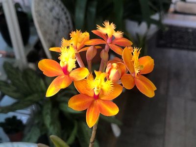 La exótica planta cuyas flores duran hasta 6 meses y florecen constantemente