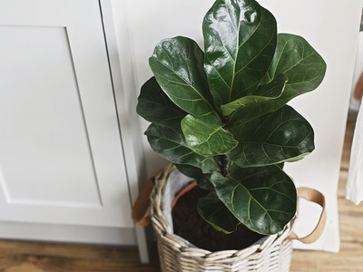 La planta de hojas gigantes que es tendencia en deco: cómo reproducirla sin gastar un centavo