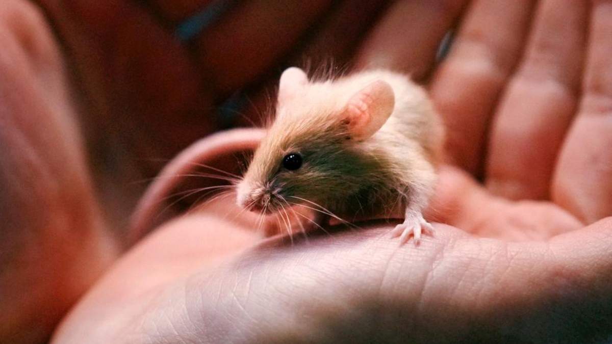 La coordinadora de adopción, Lexi Giannopoulos, muestra a uno de los casi mil ratones entregados a la Sociedad de Nueva Hampshire para la Prevención de la Crueldad hacia los Animales