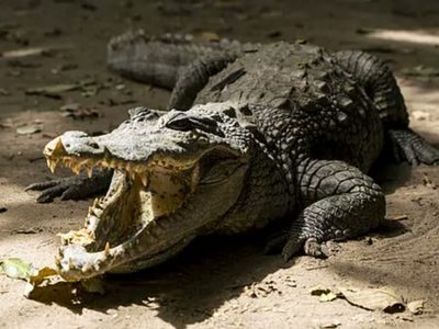 Cocodrilo es sacrificado tras atacar a un padre de familia