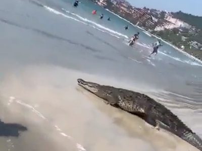 Sorprende enorme cocodrilo a turistas y trabajadores en Zihuatanejo, Guerrero (video)