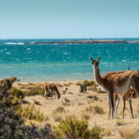 Ruta Azul, una experiencia con sabor a mar y alma patagónica: cuándo es el mejor momento para ir