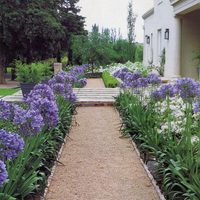 Los simples trucos para que tu Agapanthus se llene de flores y se reproduzca rápido