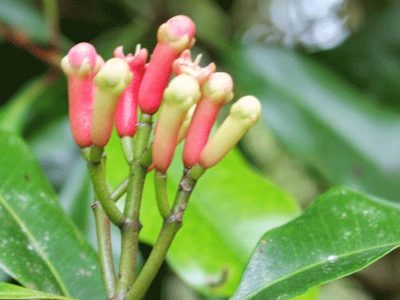 La flor que nunca florece, se puede cultivar en maceta o jardín y tiene fama de buena en la cocina