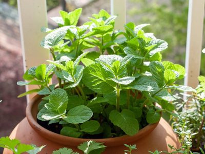 La planta de fácil cuidado que podés cultivar en tu jardín o en una maceta y que cuida tu salud bucal