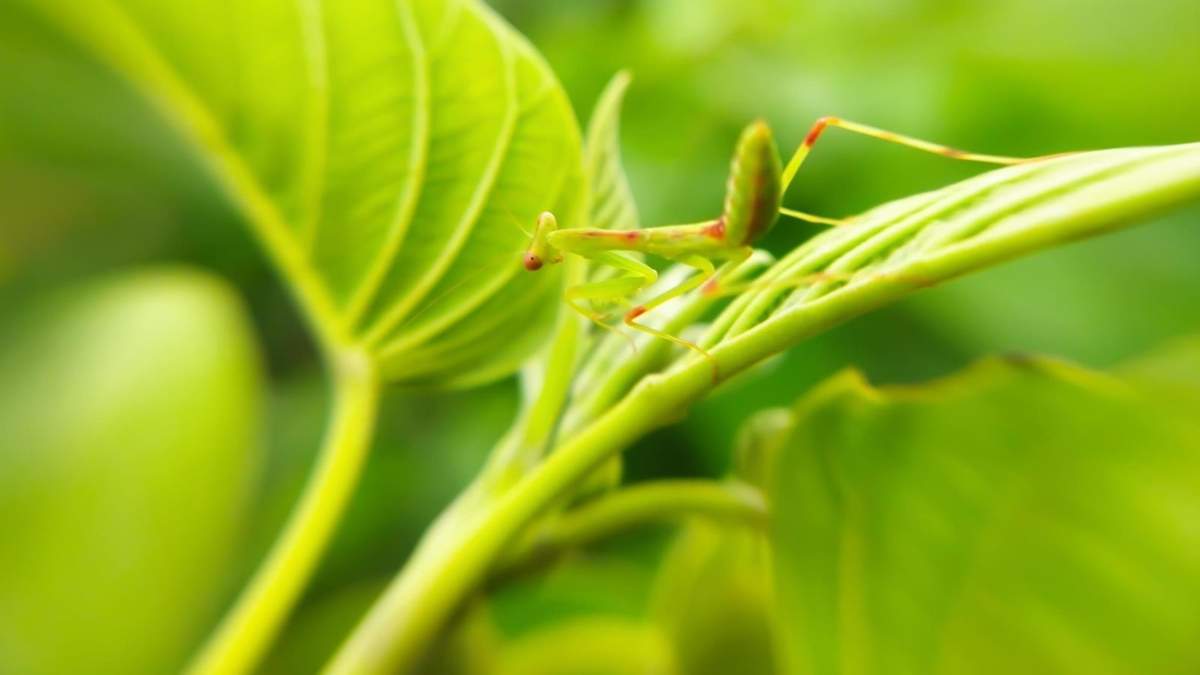 Insecto. Fuente: (X)