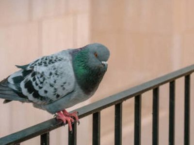 Si ya no sabés qué inventar para alejar a las palomas de tu balcón o terraza, conocé estos trucos que no fallan