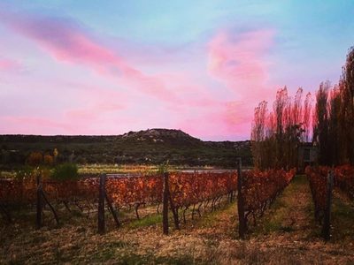 Nace un nuevo Malbec en la localidad rionegrina de Río Colorado