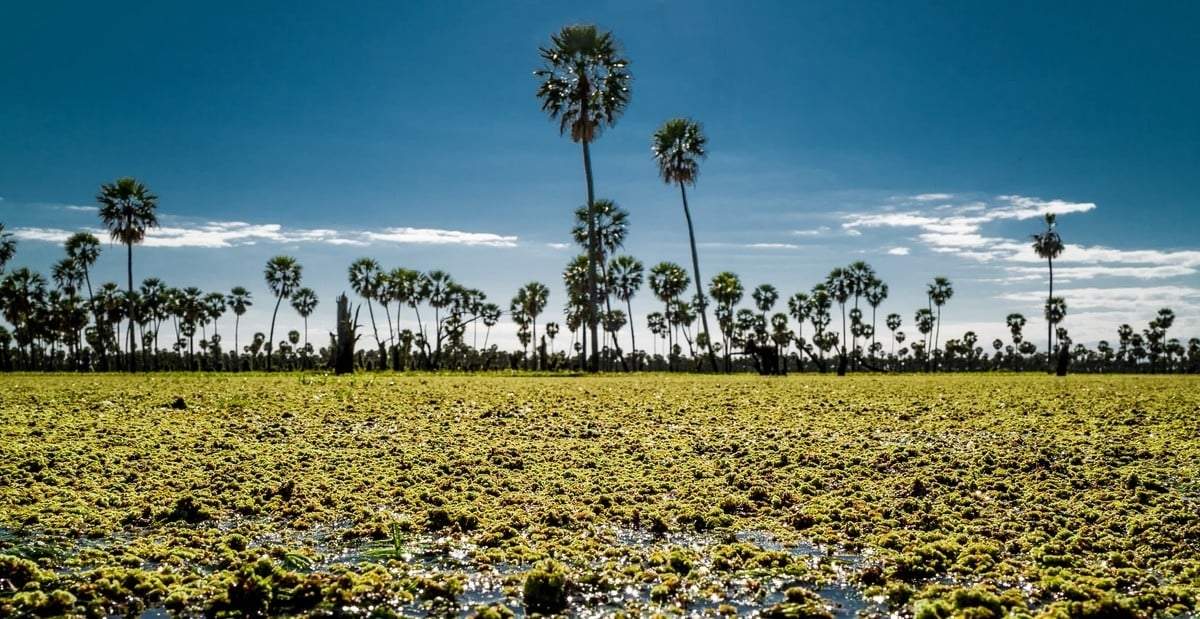 Crearán una cartografía de la naturaleza. Fuente: (Instagram)